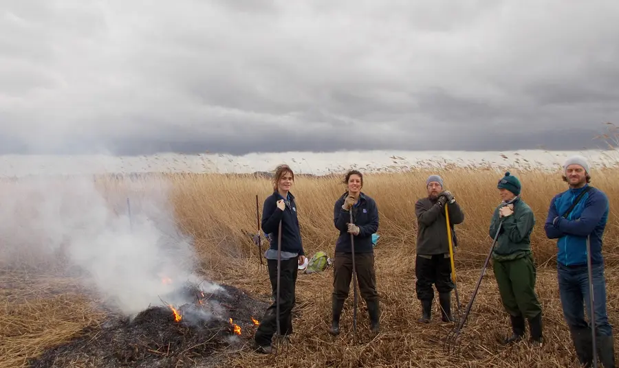 Volunteers in the reedbed at Blacktoft Sands
