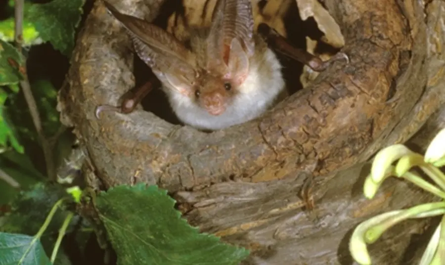 Long-eared brown bat