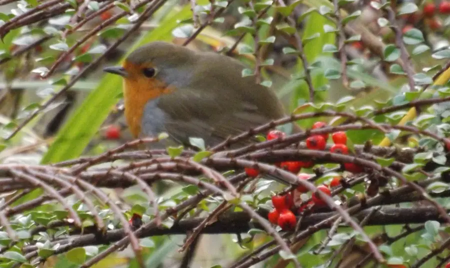 Robin nestling at Burnby Hall Gardens, Pocklington