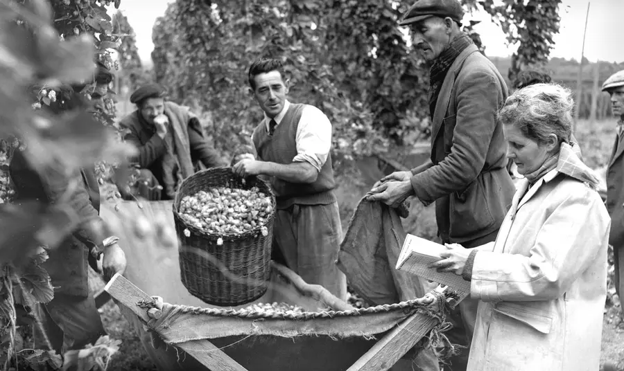 Busheller and booker pickers at Claston Farm, Dormington