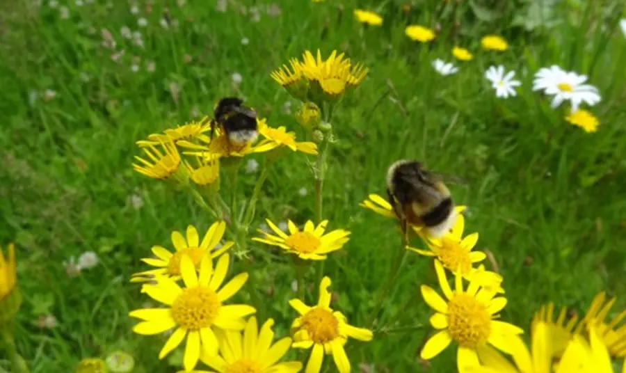 Bees buzzing around wild flowers