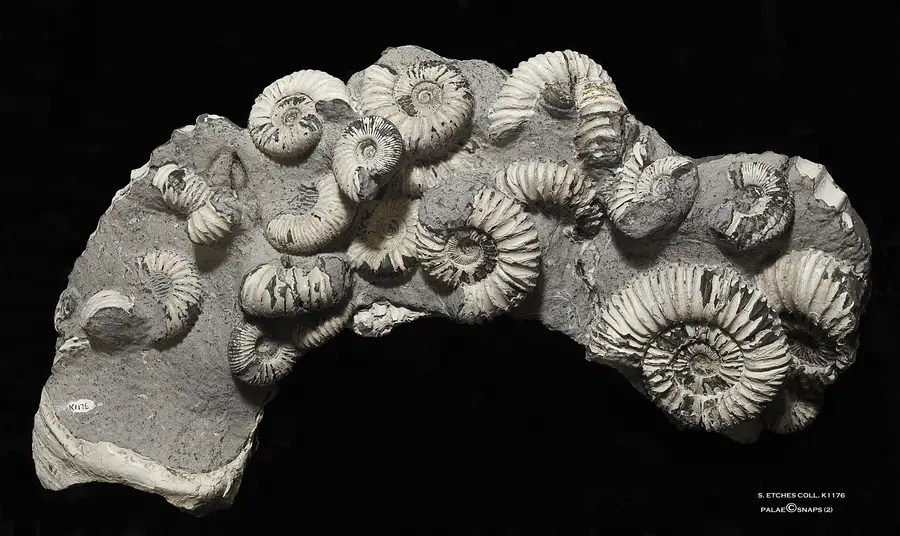 On the hunt for fossils this half term Dibranchiata fossil