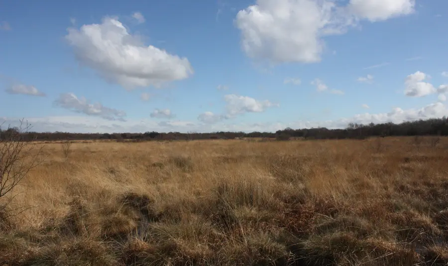 The Astley Moss nature reserve