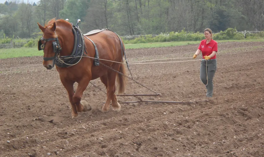Danielle ploughs a straight furrow to her ideal job A woman ploughs with a Suffolk Punch horse