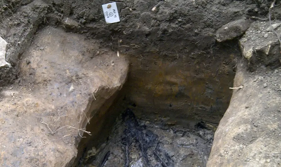 Ice Age error overshadows spectacular Medieval discovery Carbonised remains of Ice Age Tree 8,000-10,000 BC discovered by volunteers at the Finding Fryston dig