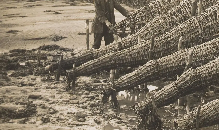 Fisherman with conical basketwork fish traps on the River Severn