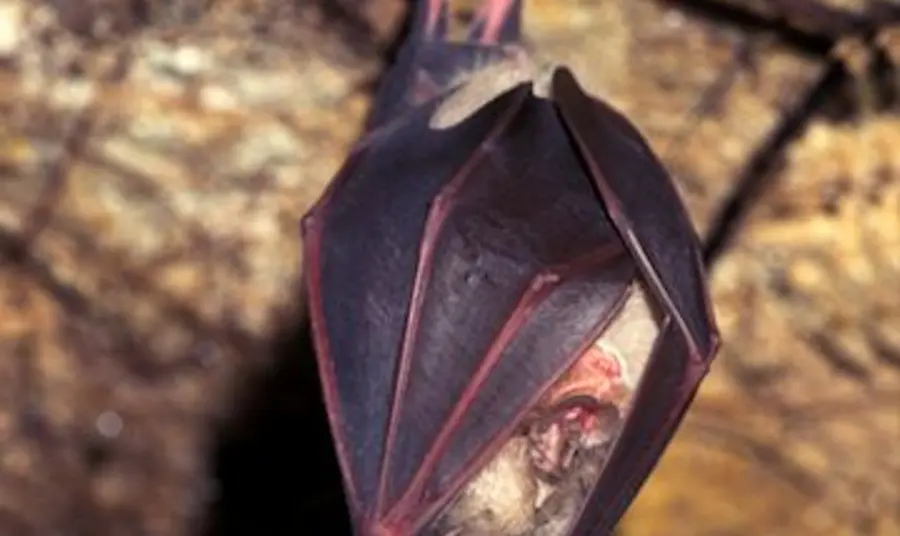The Greater Horseshoe Bat