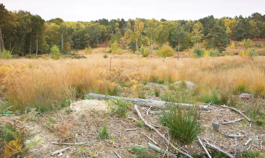 Hazeley Heath