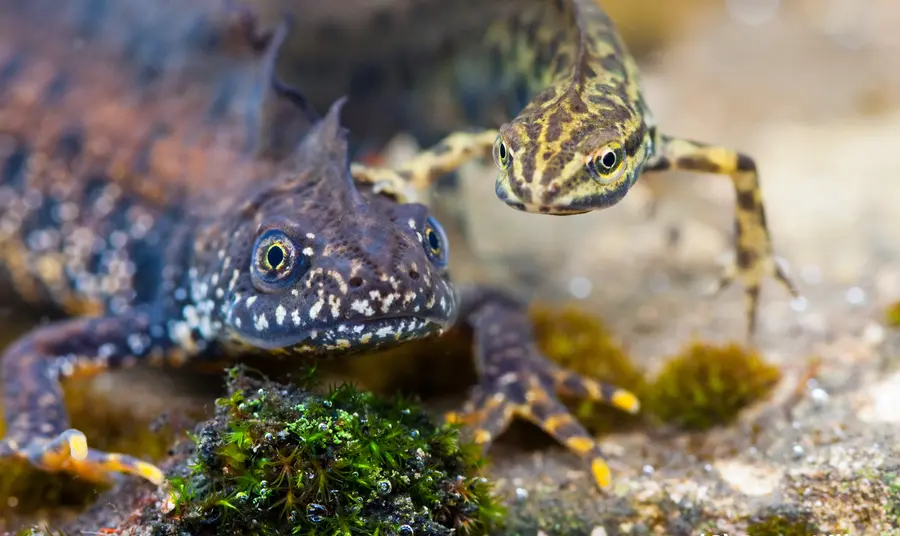 Searching for Dragons on the River Nene A Great Crested newt and a Smooth newt