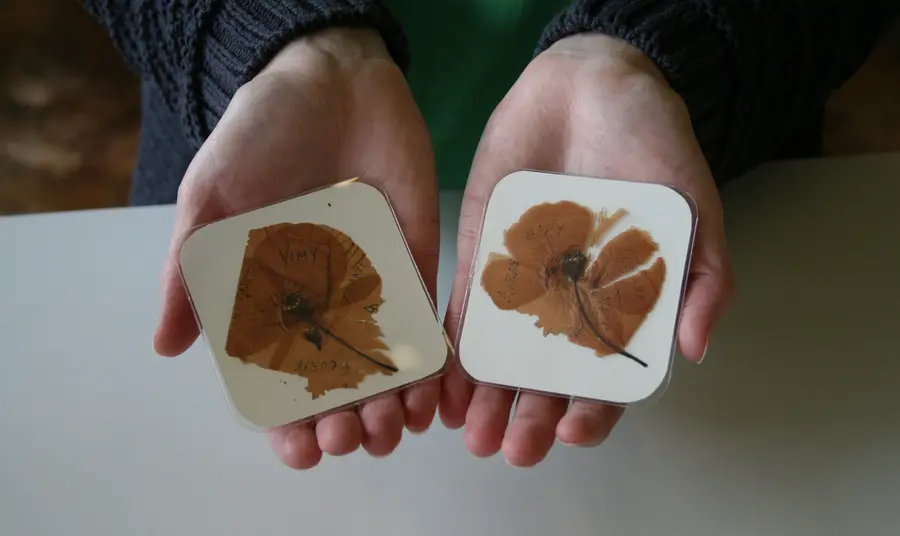 Discover how the North East is exploring the First World War Project volunteer holding Harkess poppies