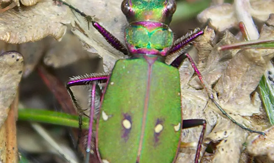 Green Tiger beetle