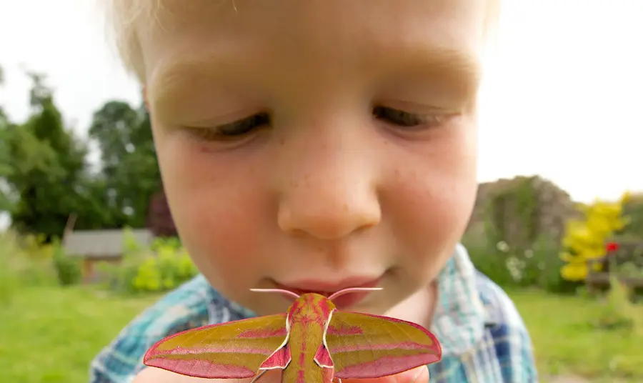 A young visitor with an elephant hawk moth