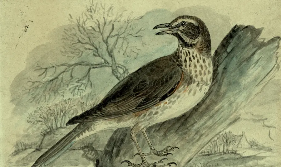 Painting of a Redwing by Thomas Bewick