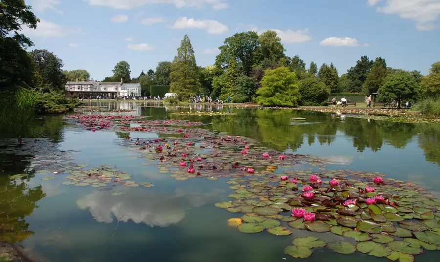 Restoration of Burnby Hall Gardens Lily pond at Burnby Hall Gardens