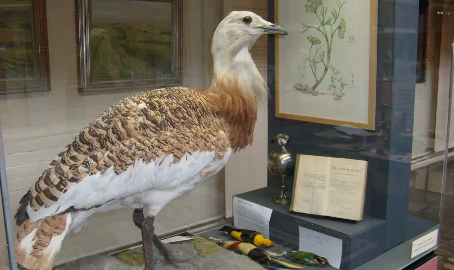 Exhibit at the Dorset County Museum
