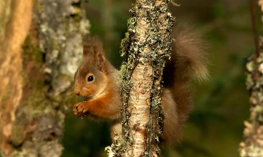 A red squirrel sits in a tree holding a nut