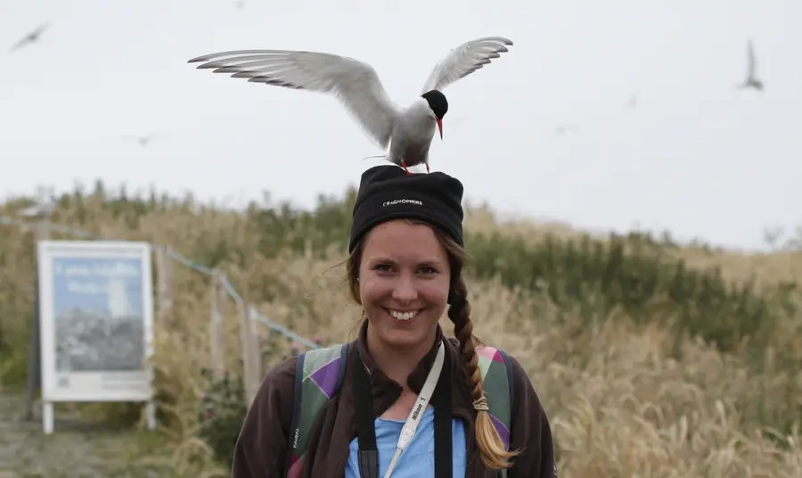 A Little tern sits on the head of a Coast Care volunteer