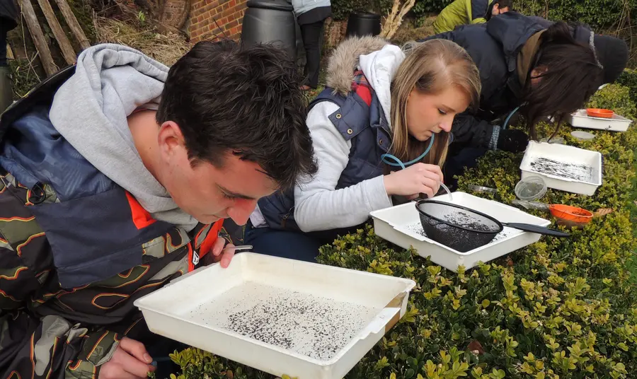 Citizen science project to care for ‘uncharismatic’ creatures Young people studying insects