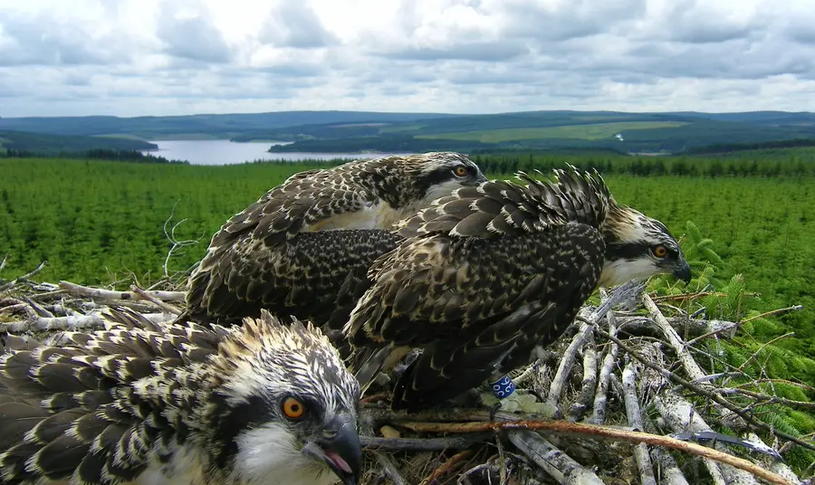 Ospreys at Kielder