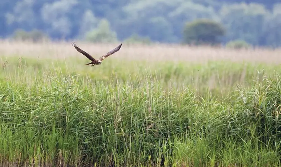 A bird flies over Suffolk Broads