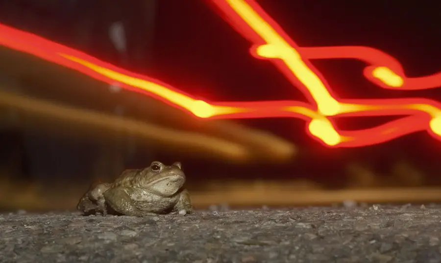 A toad in headlights
