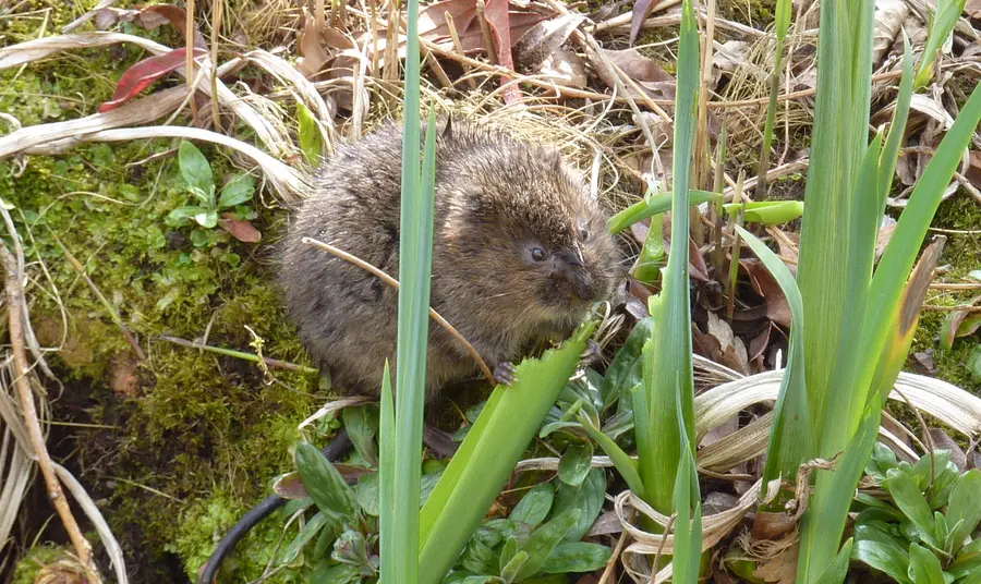 Manhood Wildlife and Heritage Group secures Heritage Lottery Fund investment Picture of a water vole