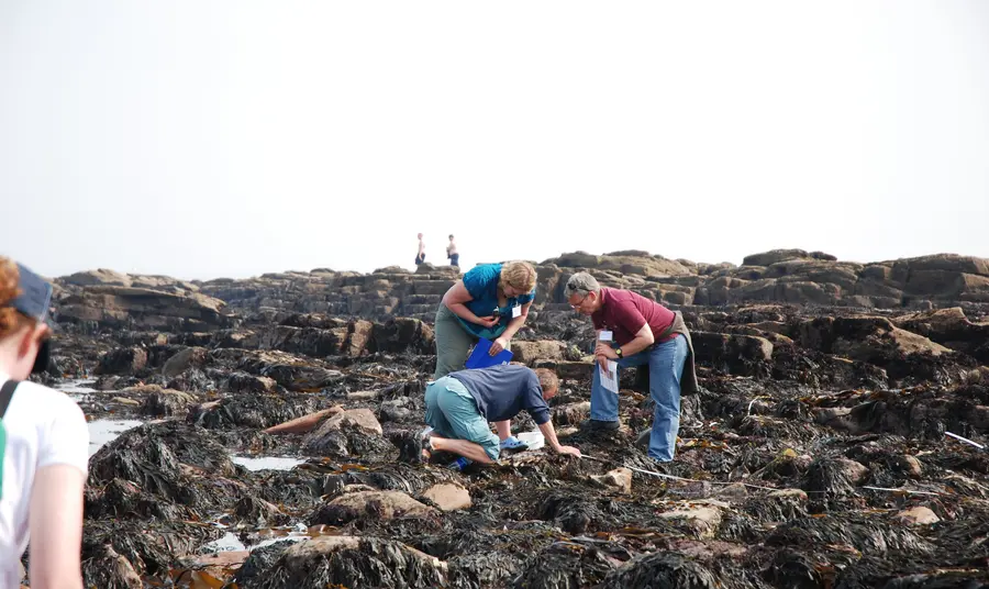 Looking for seaweed