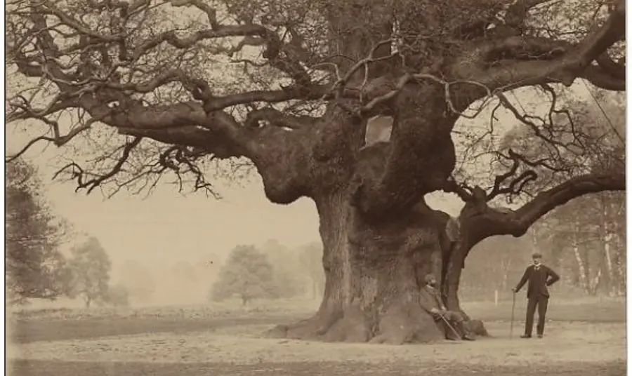 Historical picture of Sherwood’s “Major Oak” in the 1900’s Historical picture of Sherwood’s “Major Oak” in the 1900’s