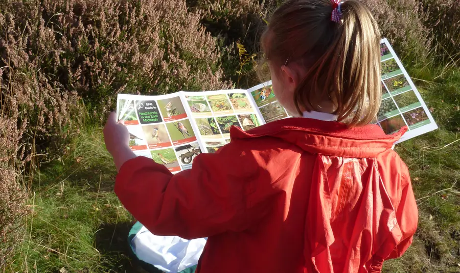 A young volunteer uses a photographic guide at Strawberry Heath Nature Reserve, Rainworth