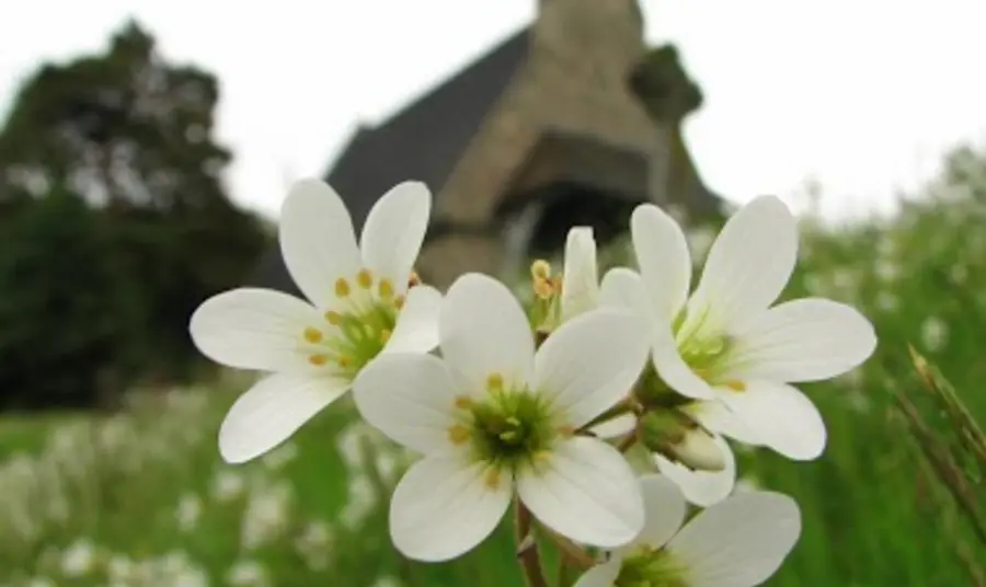 Close up of wildflowers growing in a churchyard
