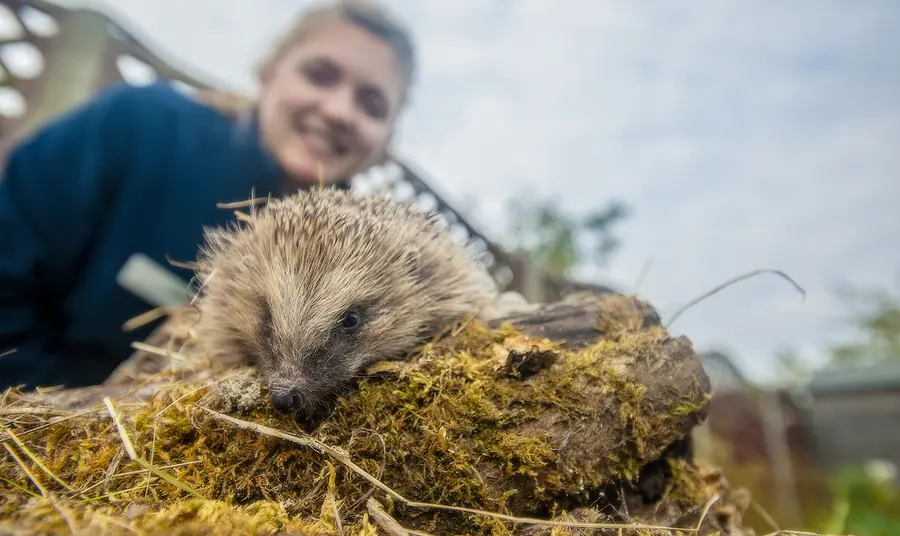 Hedgehog Officer Ali North with a hedgehog