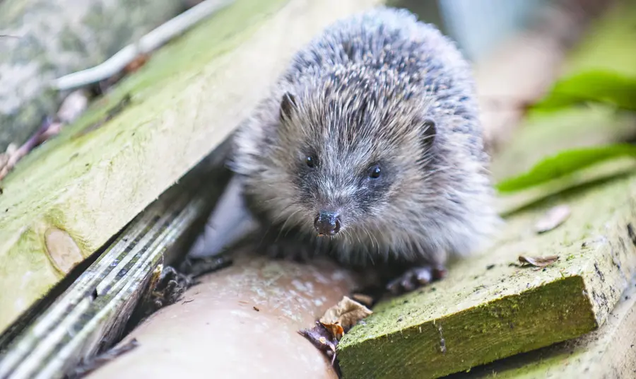 A hedgehog in a new habitat