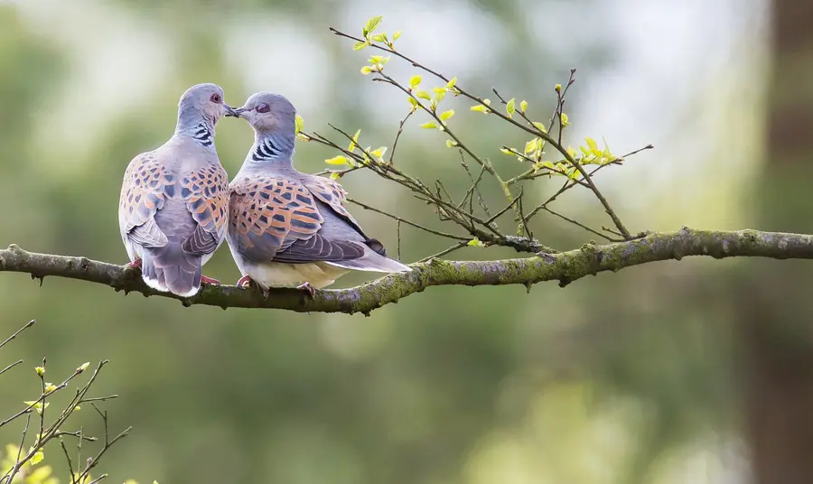 How National Lottery funding has benefitted Britain’s birds Two turtle doves