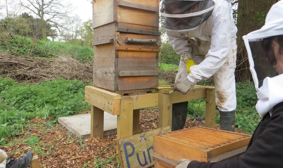 Beekeeping at Hawkwood