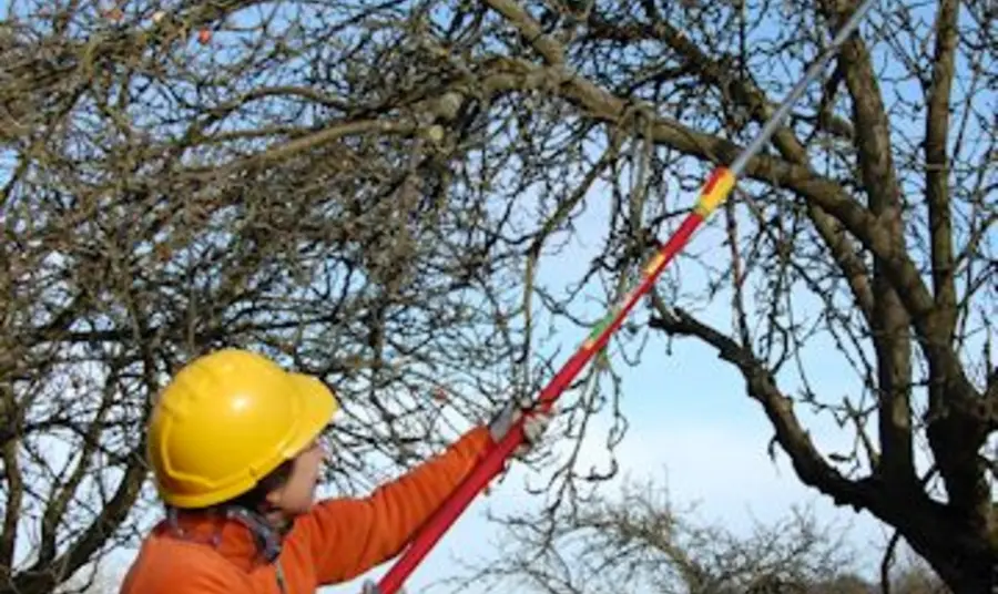 The hundredth urban orchard will be planted this winter
