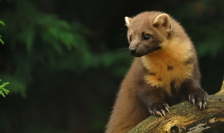 Pine Marten