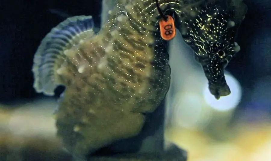 An example of a seahorse found on our shores - part of the Community Seagrass Initiative project An example of a seahorse found on our shores - part of the Community Seagrass Initiative project