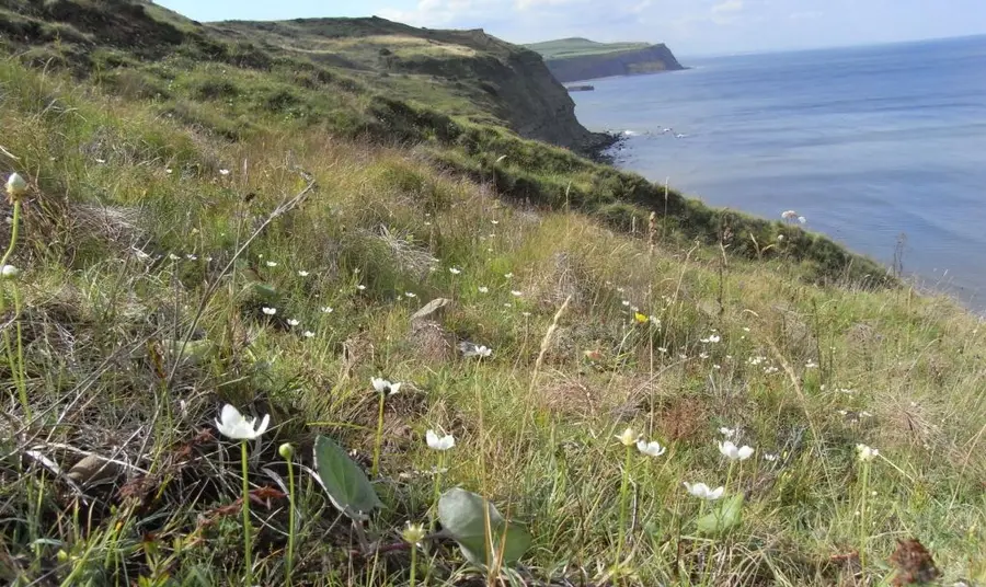 Coast to coal, Lottery grants for North East heritage projects View of Cleveland coast
