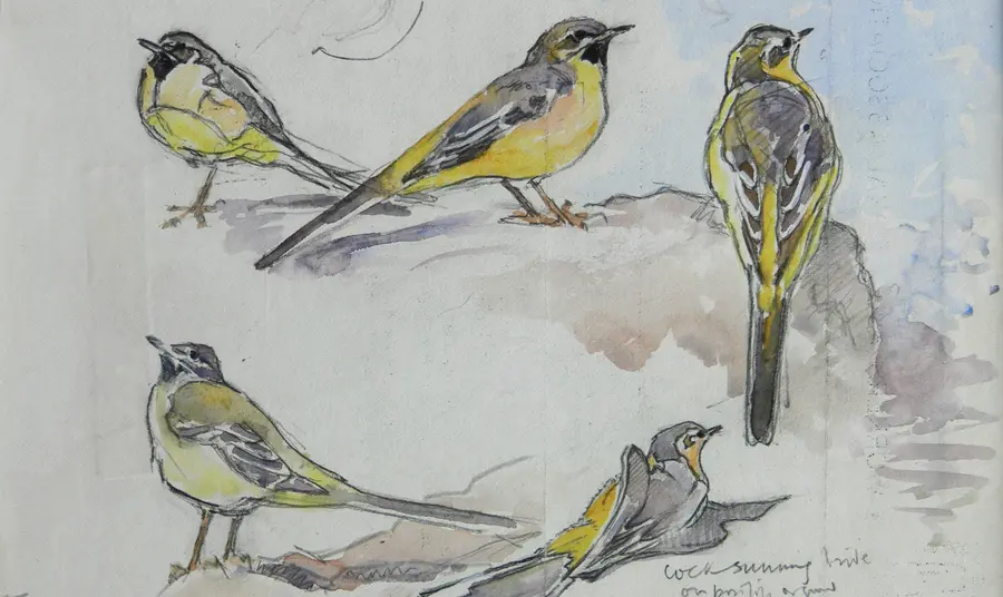 Groups take action for future of natural heritage thanks to National Lottery boost Eric Ennion's drawing of grey wagtails