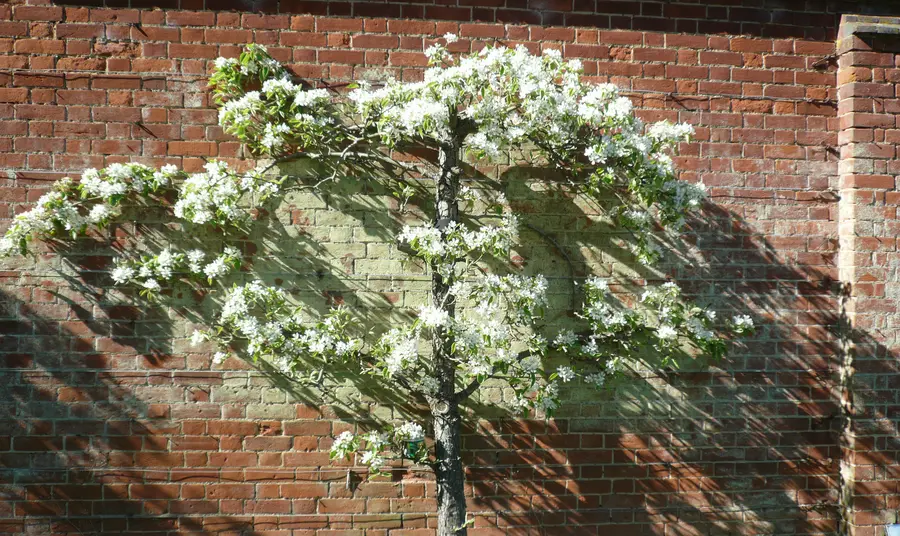 Warden pear tree growing at Shuttleworth College
