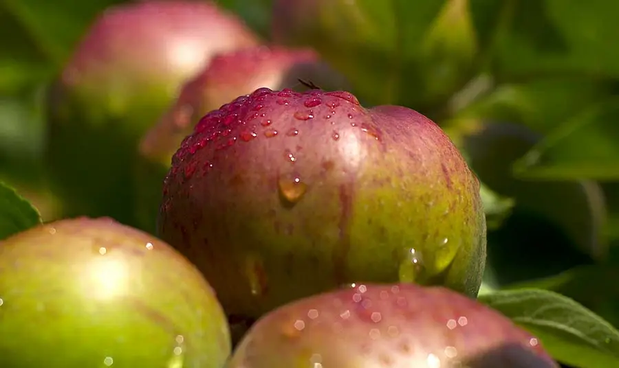 Suckley apples from a traditional orchard