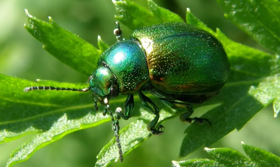 Tansy Beetle