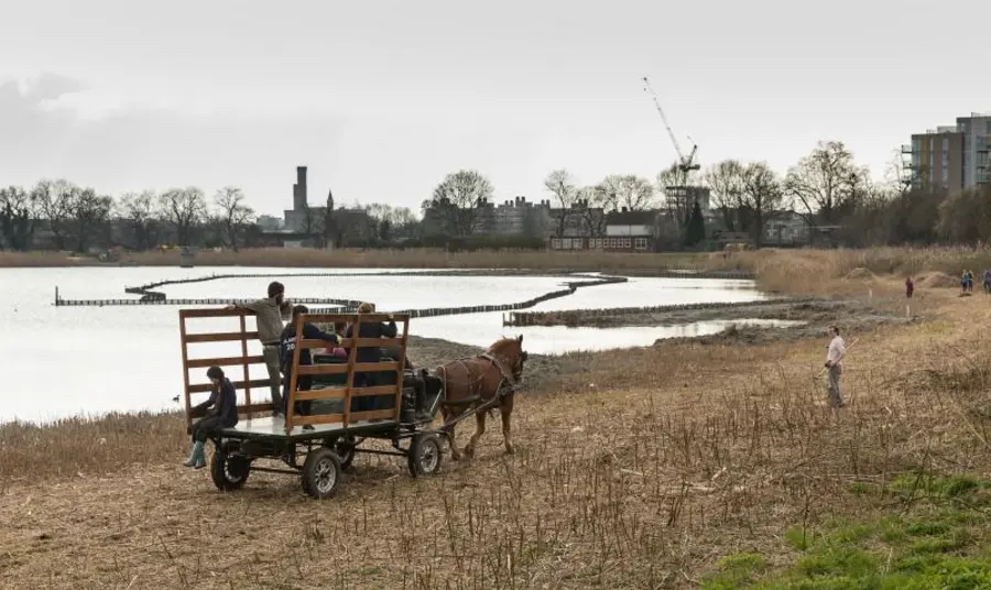 Woodberry Wetlands turns one! Horse and cart at Woodberry Wetlands