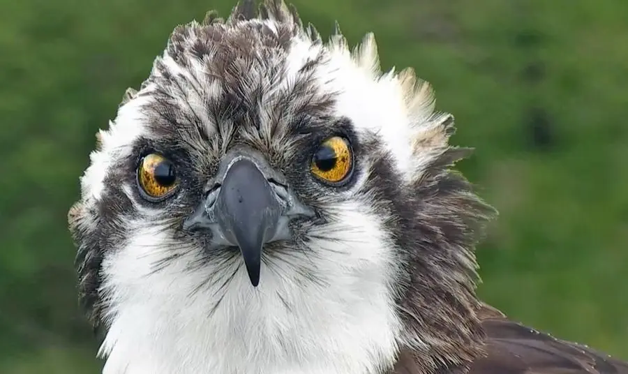 Gweilch Dyfi