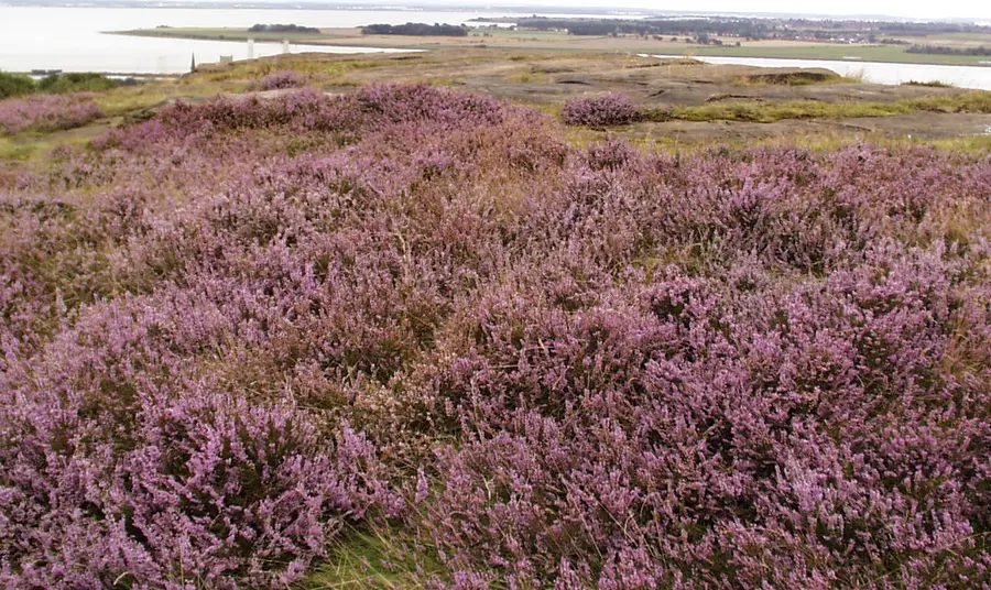 View of the Park's heathland