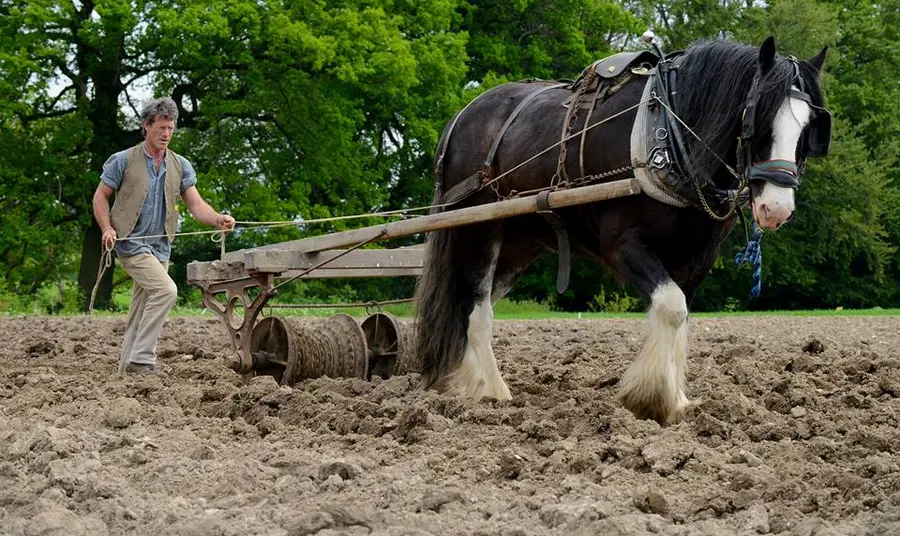 Shire horse at Acton Scott Historic Working Farm