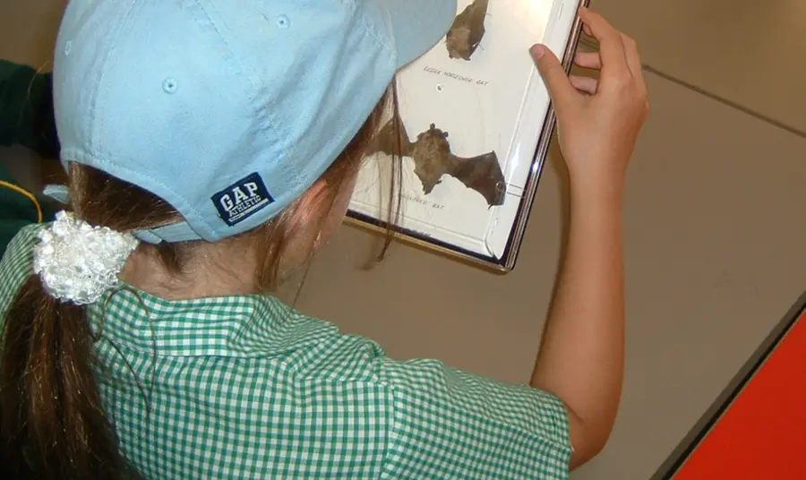 A child reading a book about bats