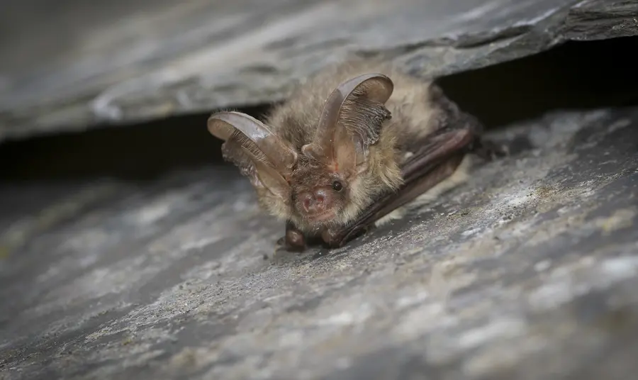 Brown long eared bat