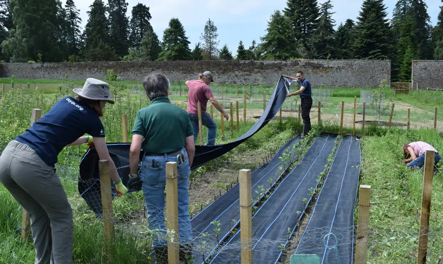 Tay Landscape Partnership Volunteers in the fruit tree nursery at the Scone Palace walled garden