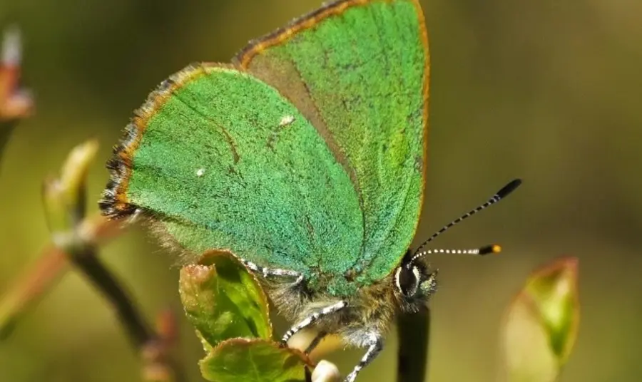 Green Hairstreak Butterfly